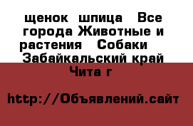 щенок  шпица - Все города Животные и растения » Собаки   . Забайкальский край,Чита г.